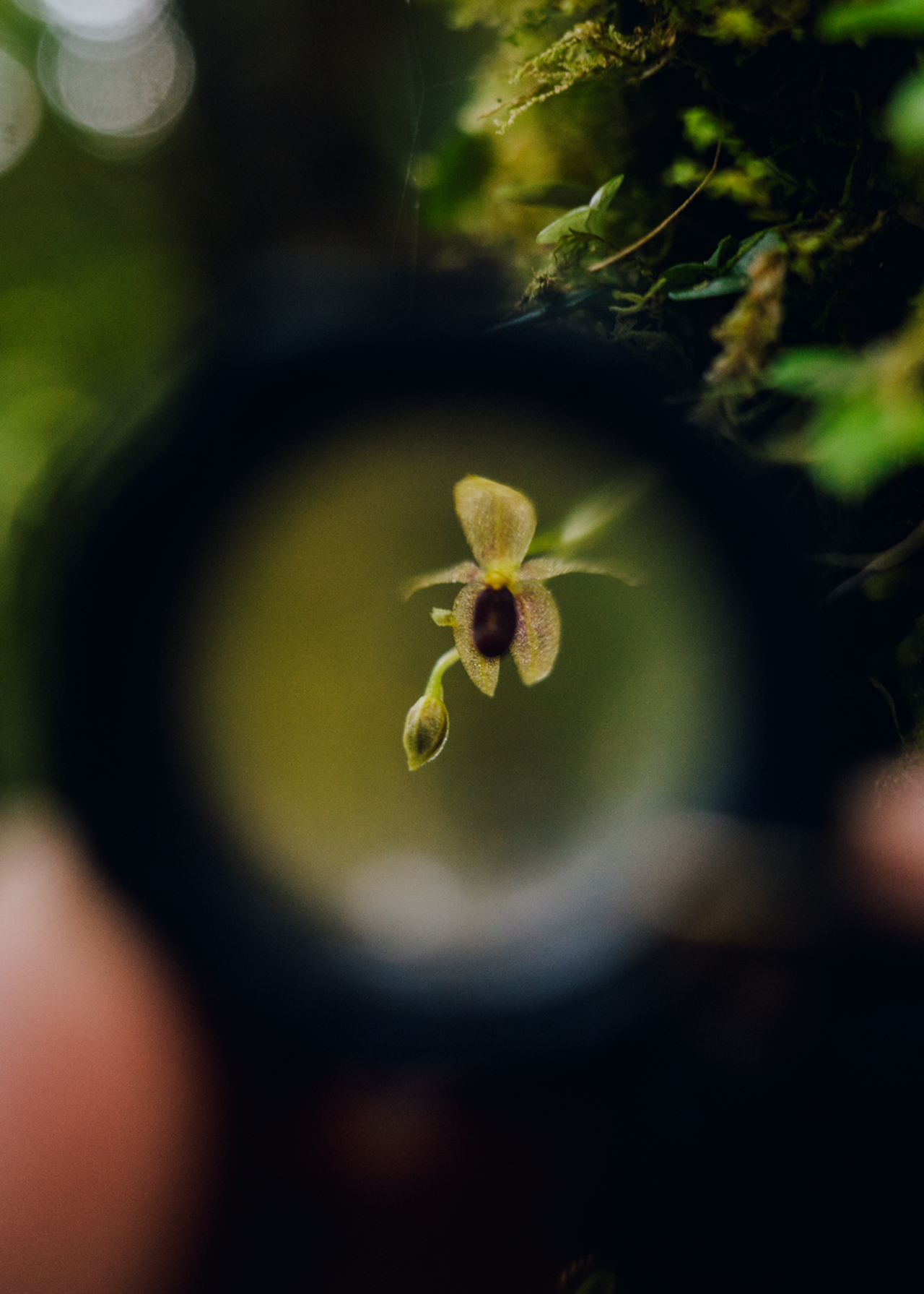 A small sprout grows from a leaf.