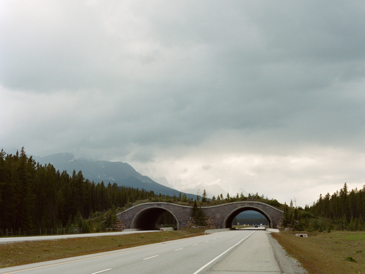 A road leading to a wildlife crossing at Banff National Park.