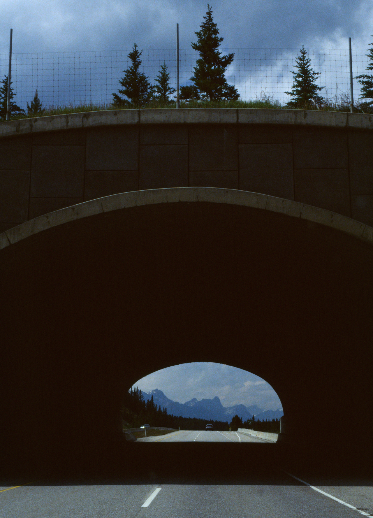 The tunnel beneath a wildlife crossing at Banff National Park.