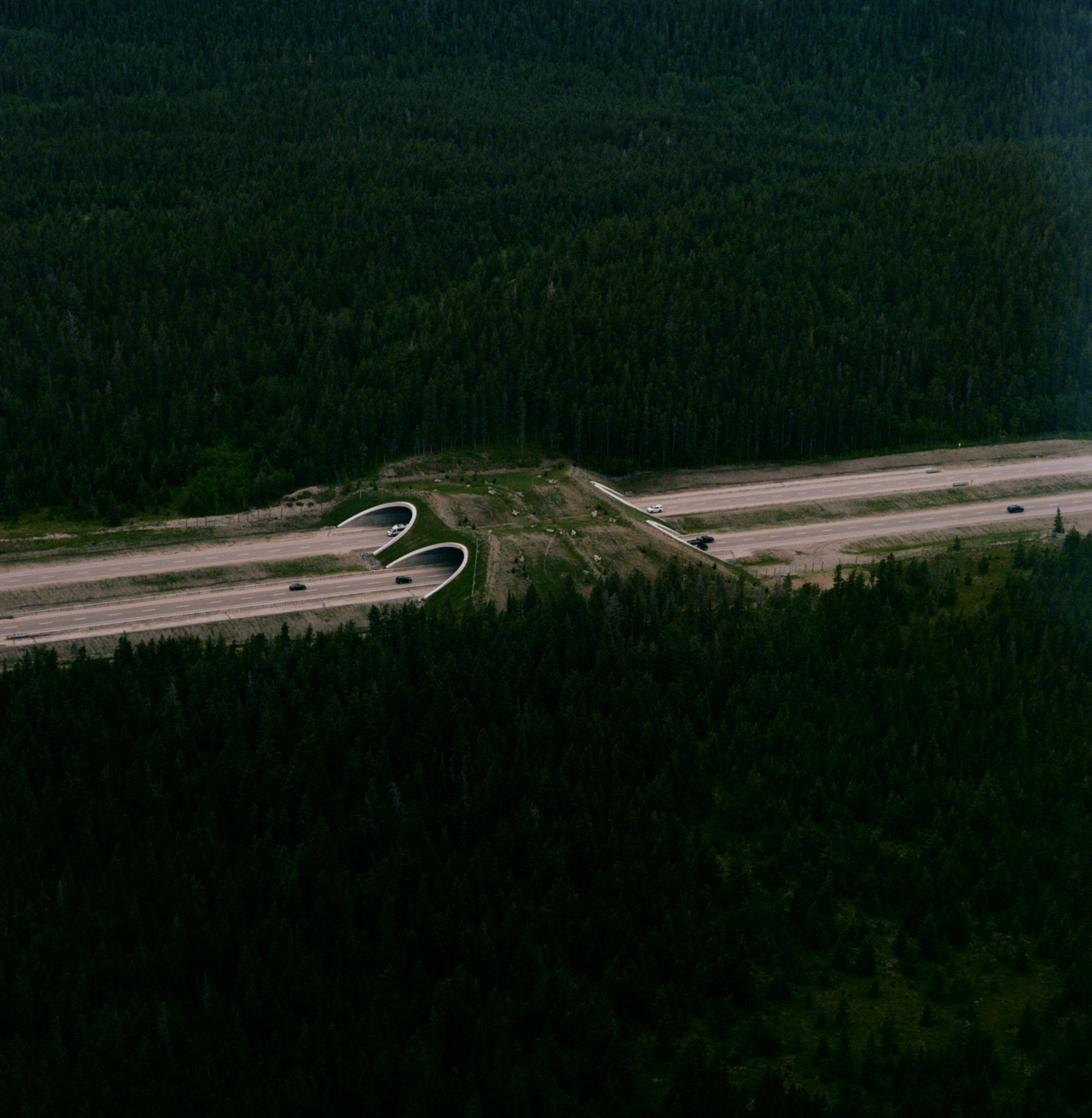 A wildlife crossing at Banff National Park.