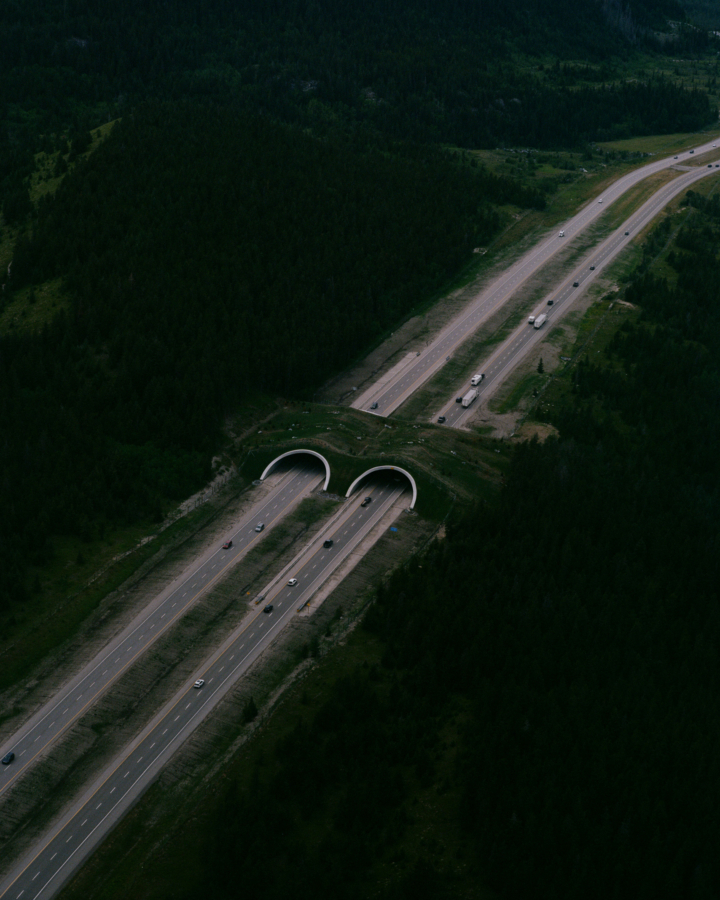 A wildlife crossing in Banff national park.
