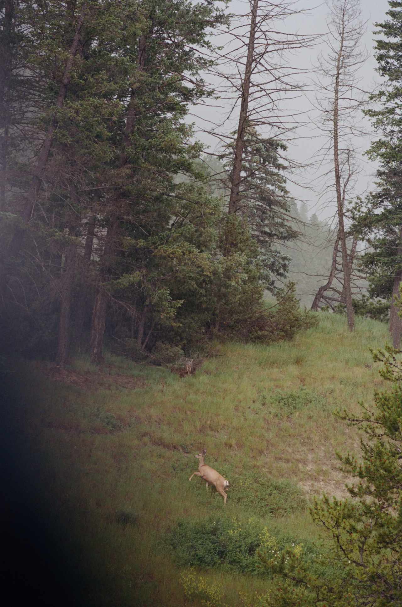 A deer runs through the forest at Banff National Park.