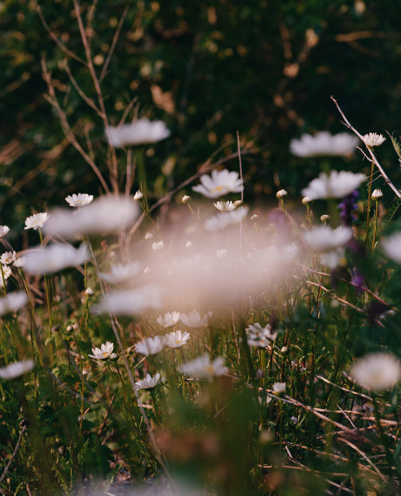 A field of daisies at Banff National Park.