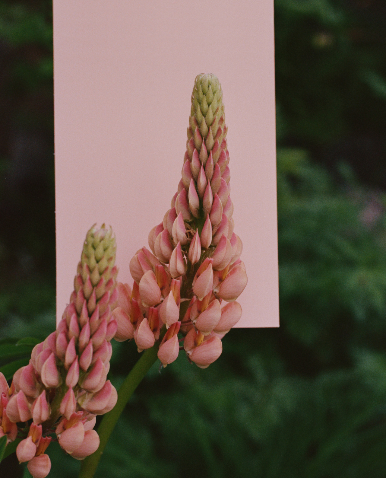 Two pink flowers at Banff National Park.