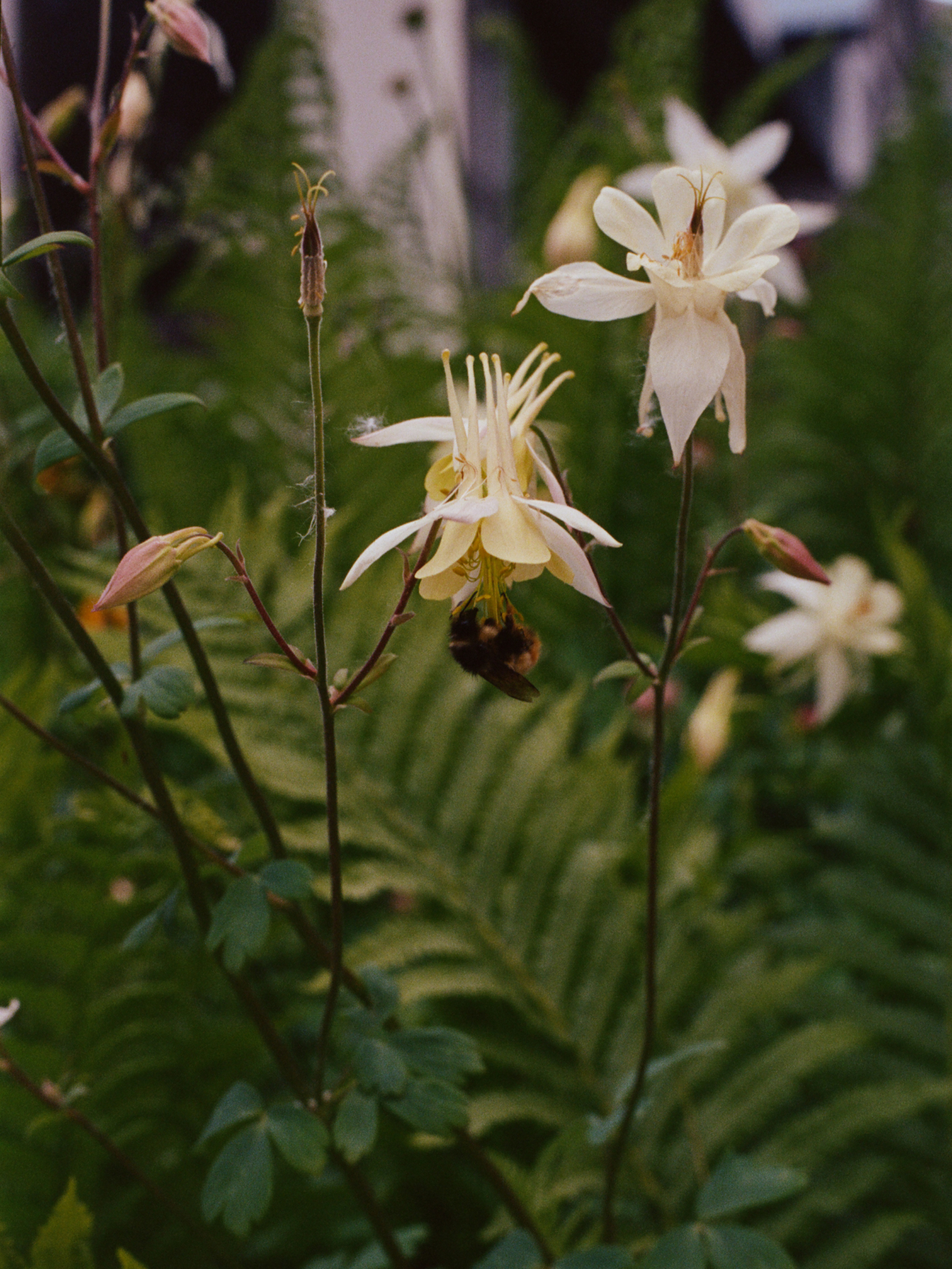 White flowers grow at Banff National Park.