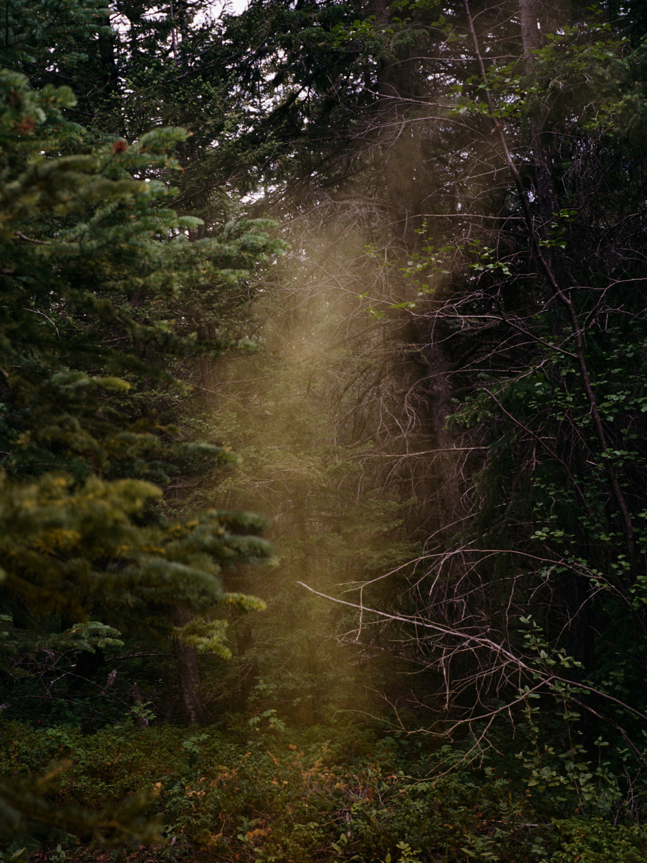 The sunlight shines through a forest in Banff National Park.