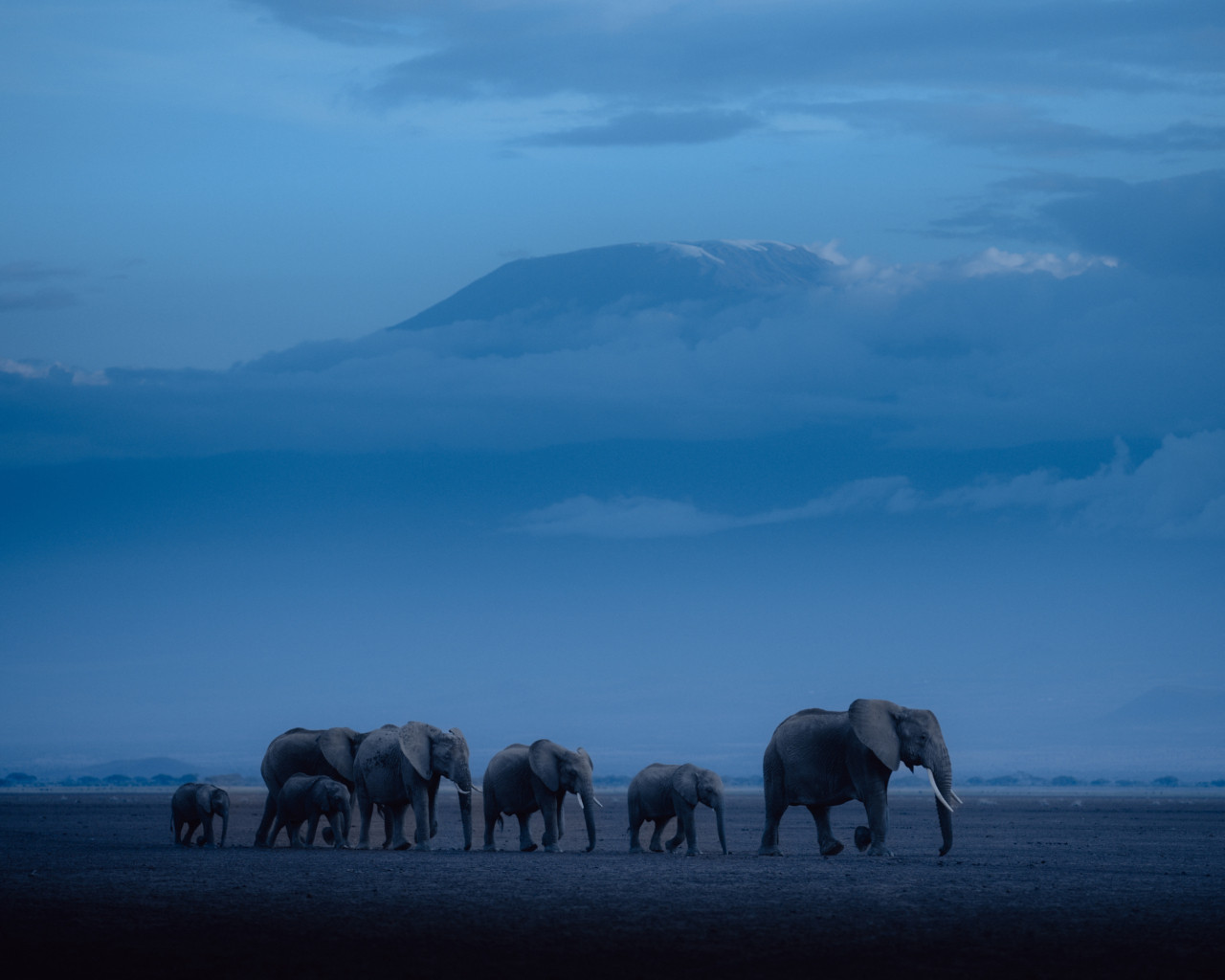 A video still of elephants migrating at dusk.