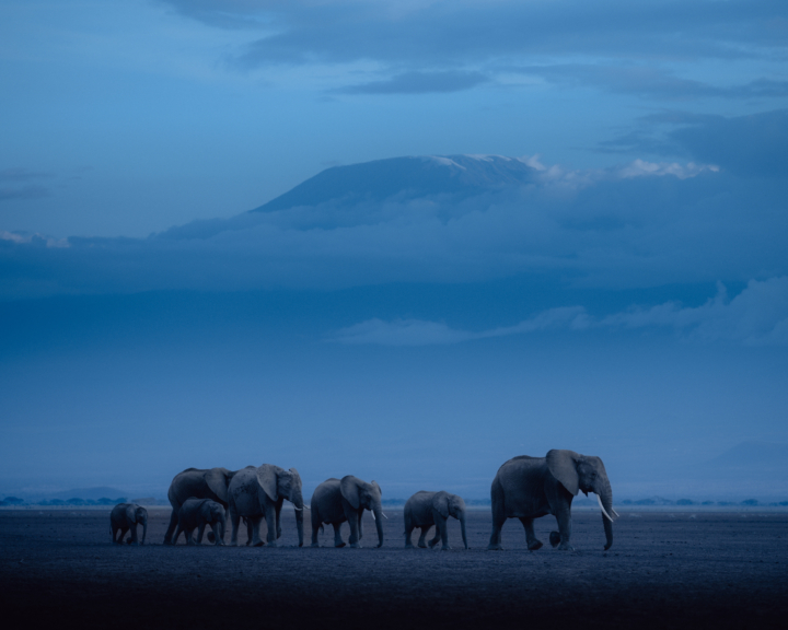 A video still of elephants migrating at dusk.