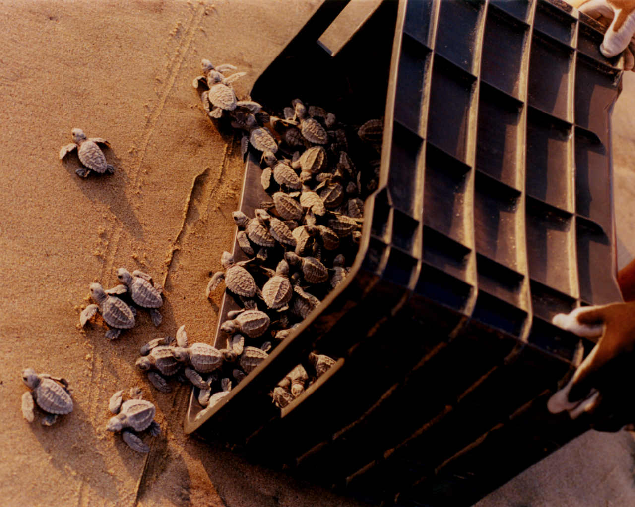 Baby turtles crawl out of a crate onto a sandy beach.
