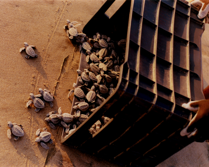 Baby turtles crawl out of a crate onto a sandy beach.