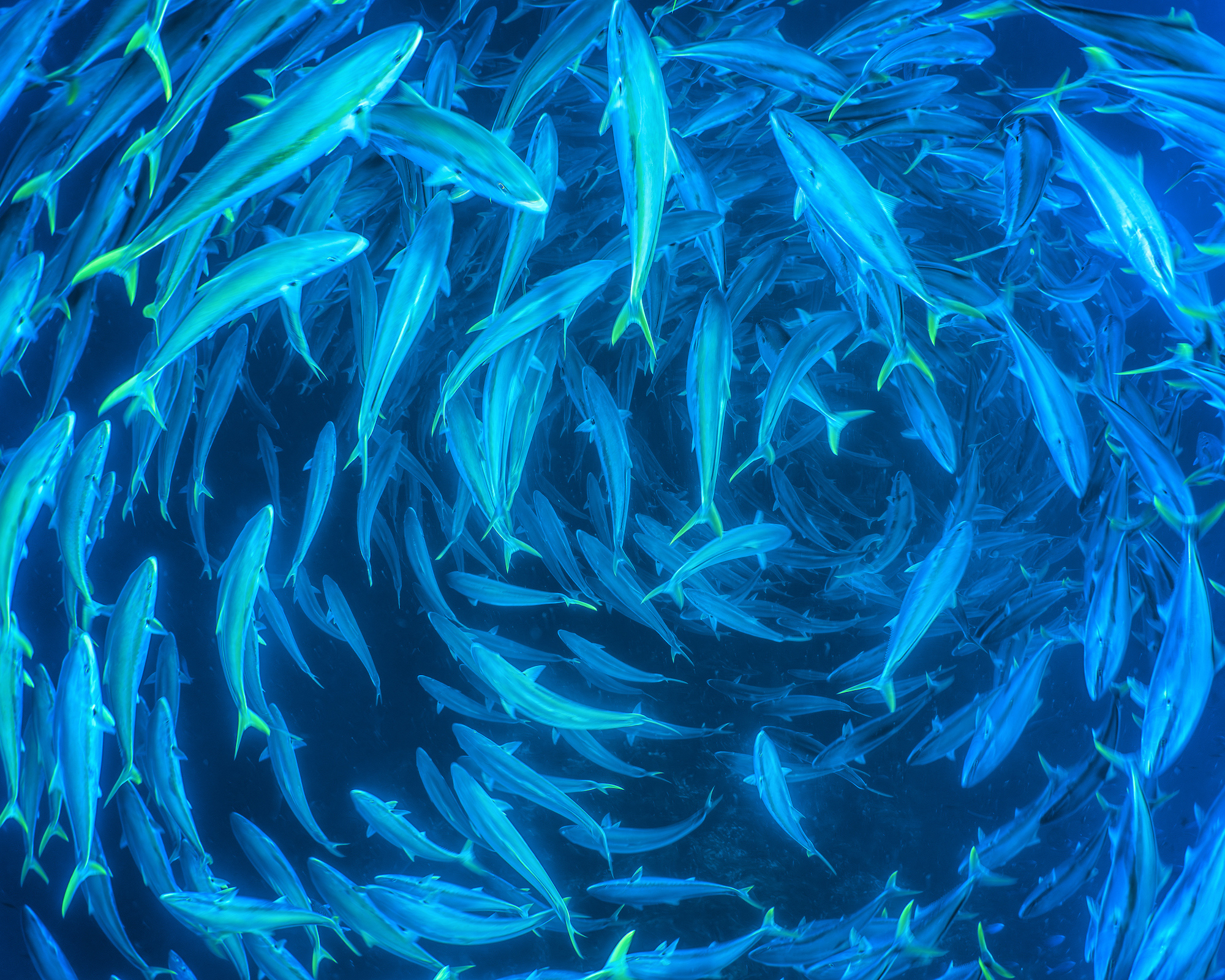 Cristina Mittermeier and Paul Nicklen: A Love Story for the Planet