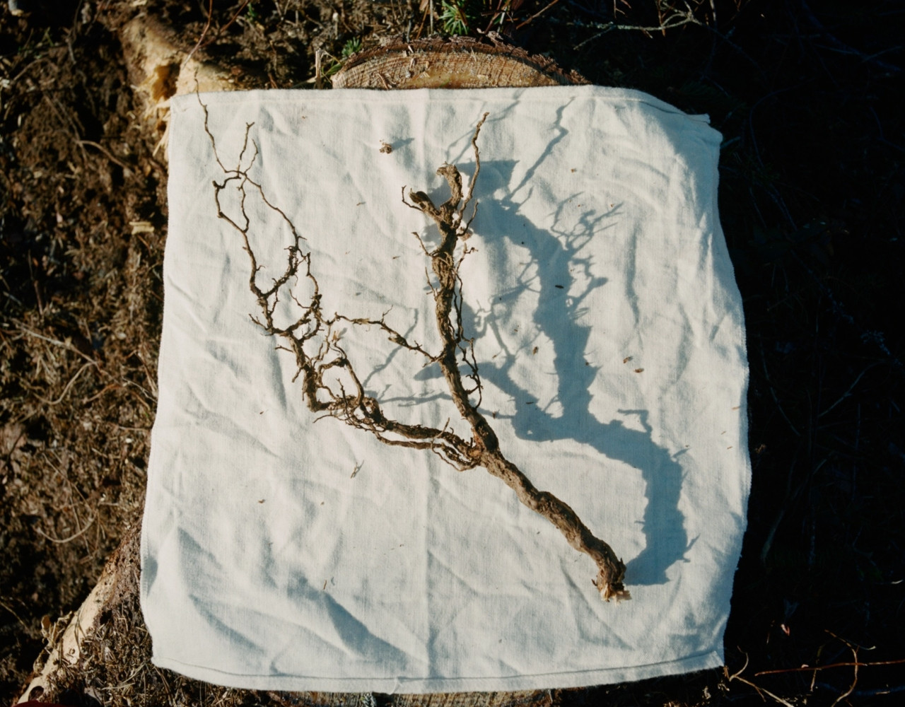 A small branch lays on a white cloth.