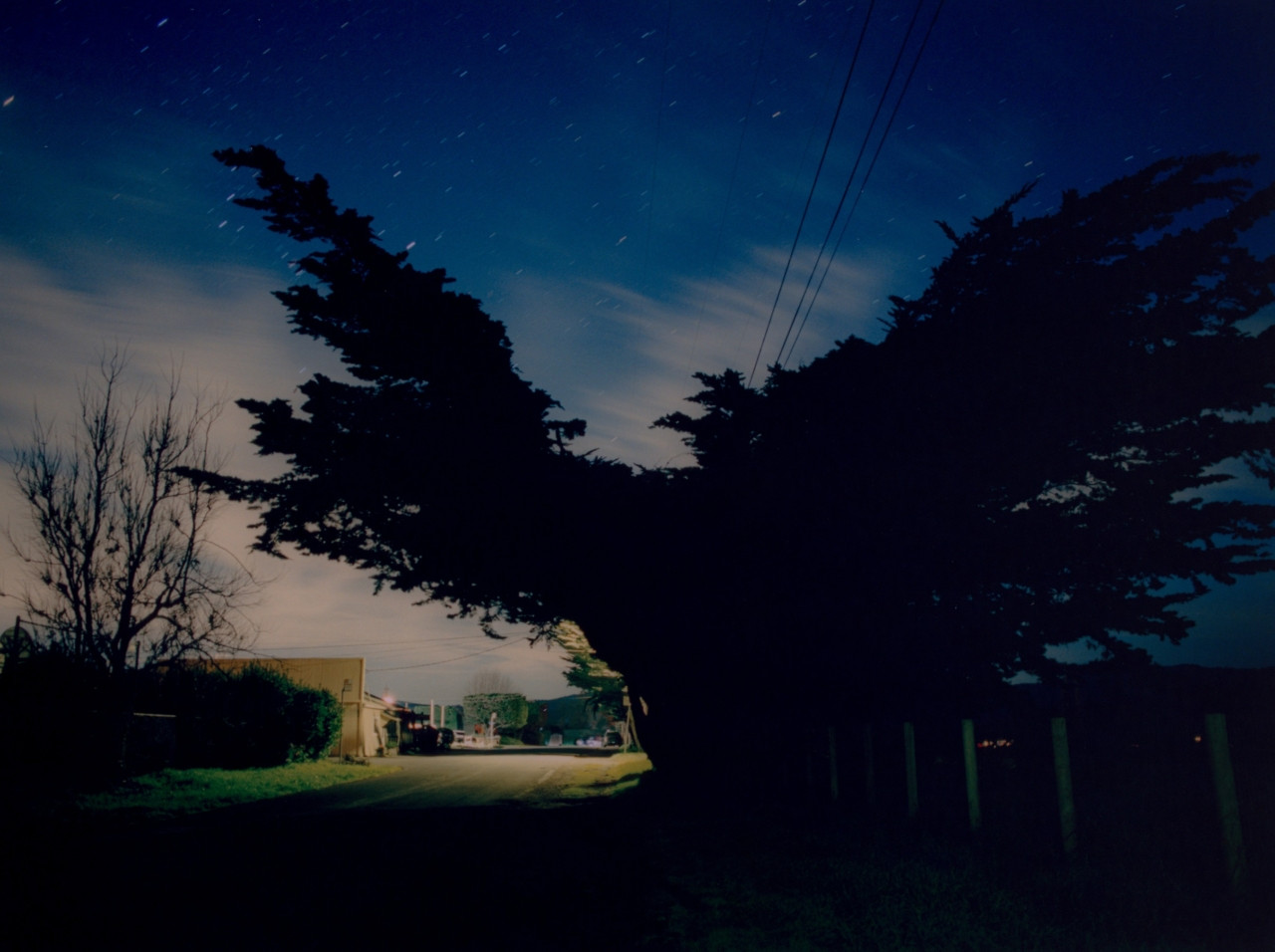 Silhouette of a Monterey Cypress in Marin County, CA