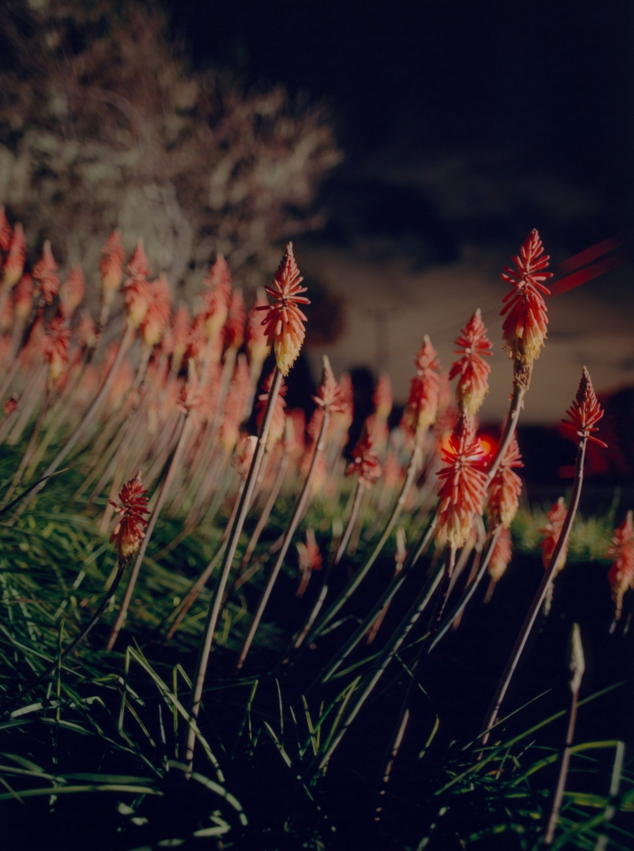 Torch Aloe under the moonlit sky in Marin County, CA