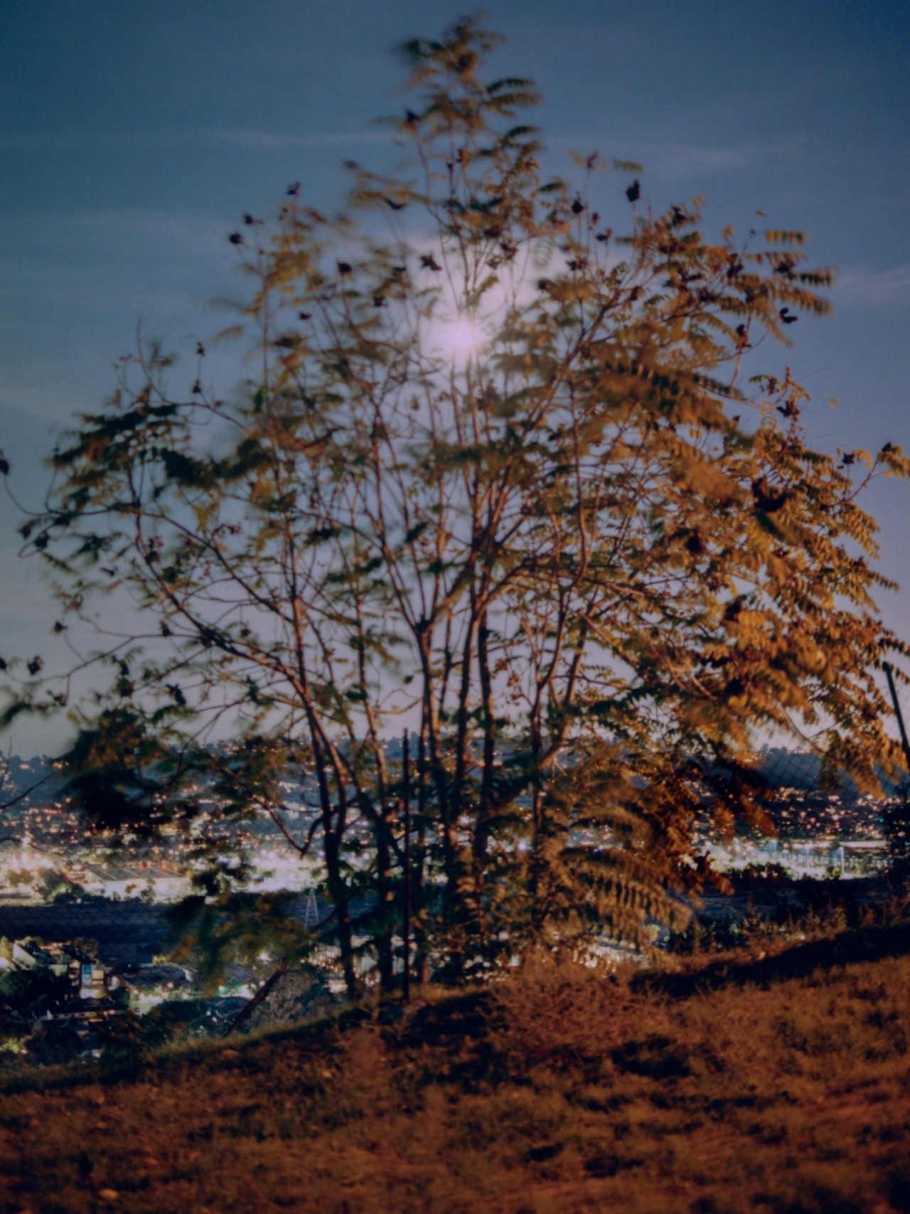 Black Locust under the moonlit sky overlooking San Francisco, CA
