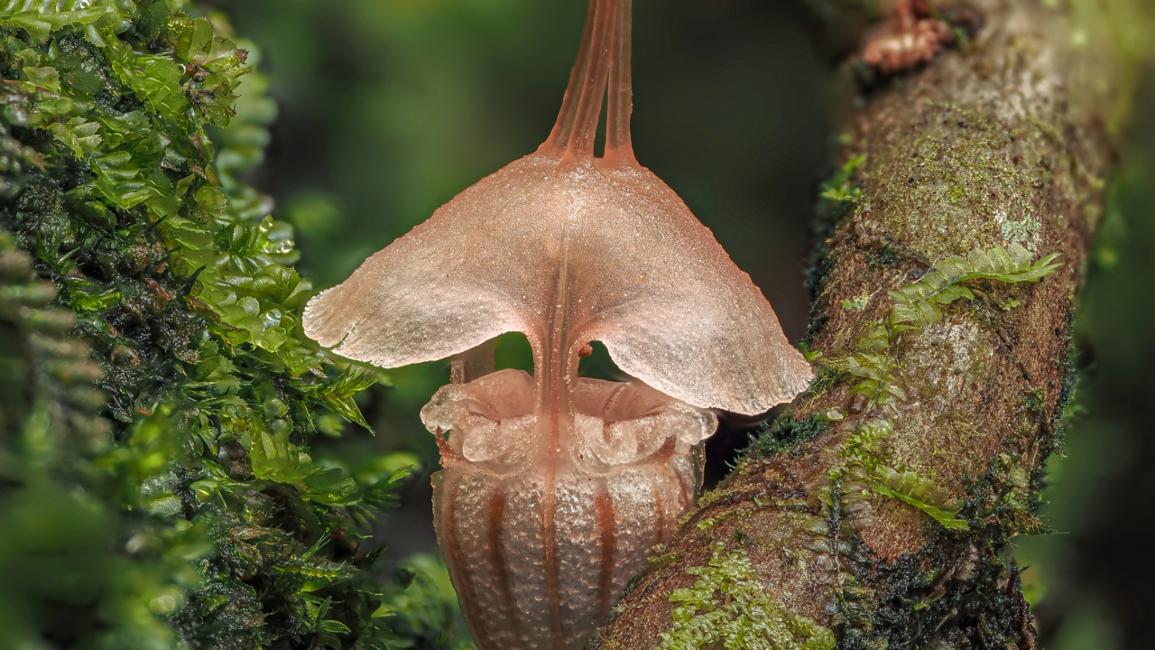 Nieuwe feeënlantaarn gevonden
