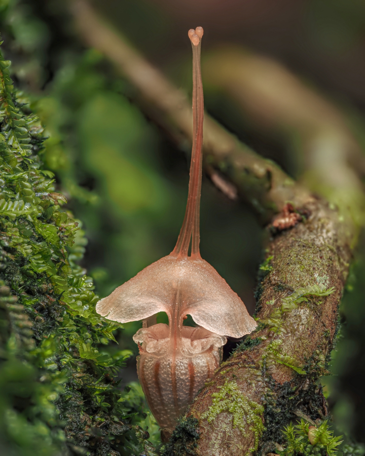 A fairy lantern flower grows on a mossy tree branch.