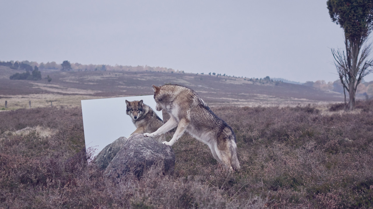De eenzame wolf | Sfeer
