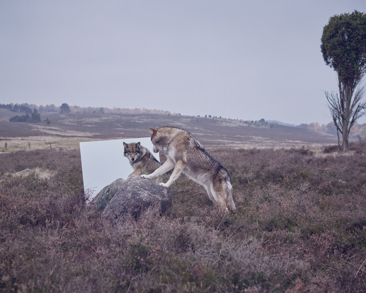 A wolf dog stands on a rock to look at its reflection in a mirror.