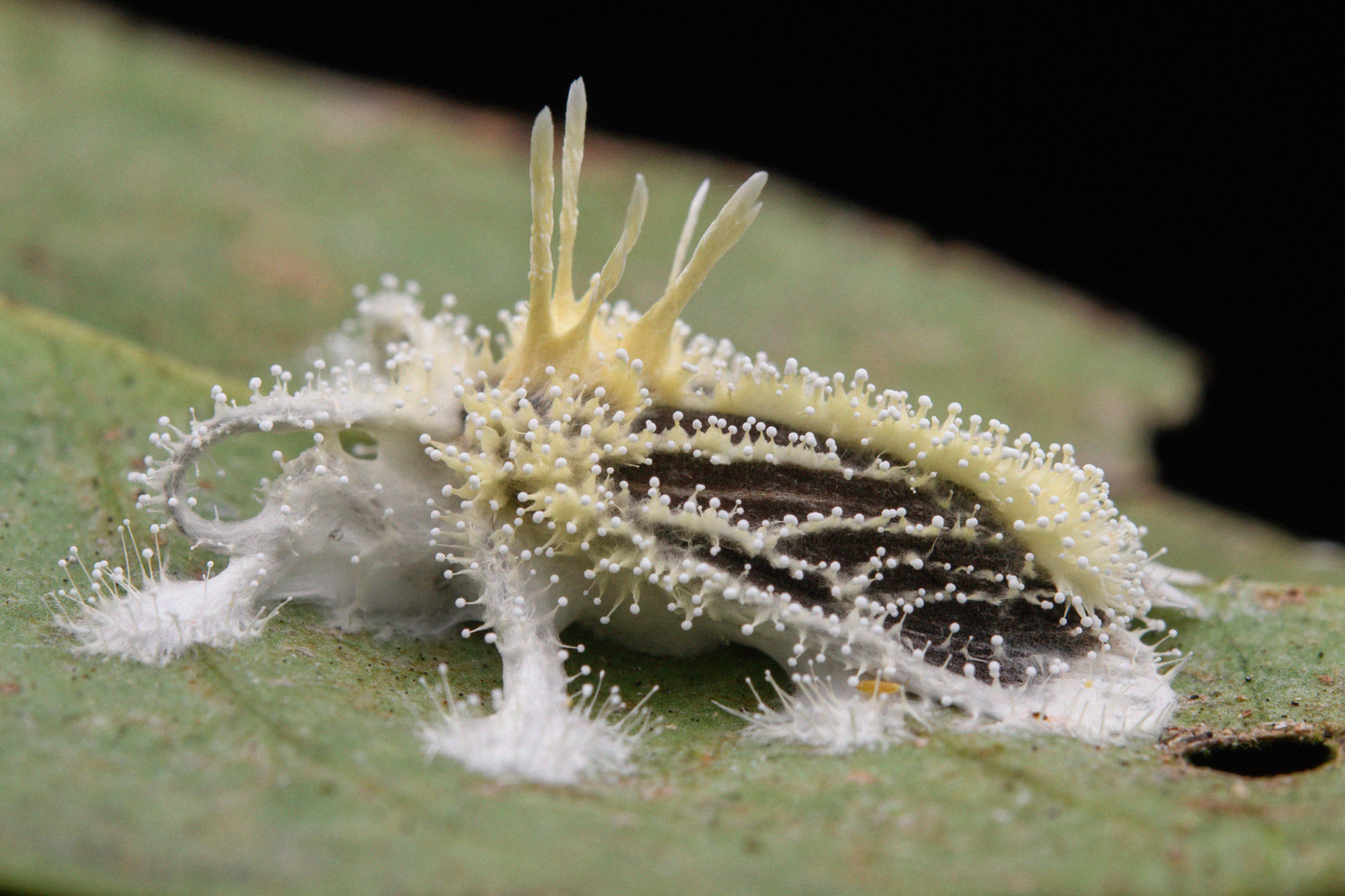 A fuzzy parasite lies on a leaf.