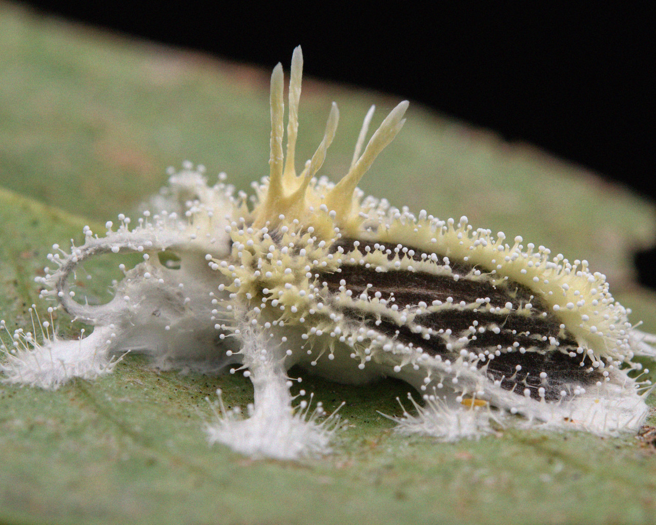 A fuzzy parasite lies on a leaf.