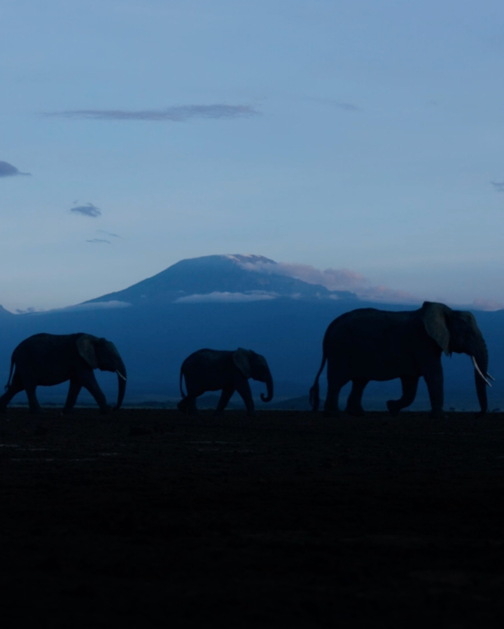 A video still of elephants migrating at dusk.