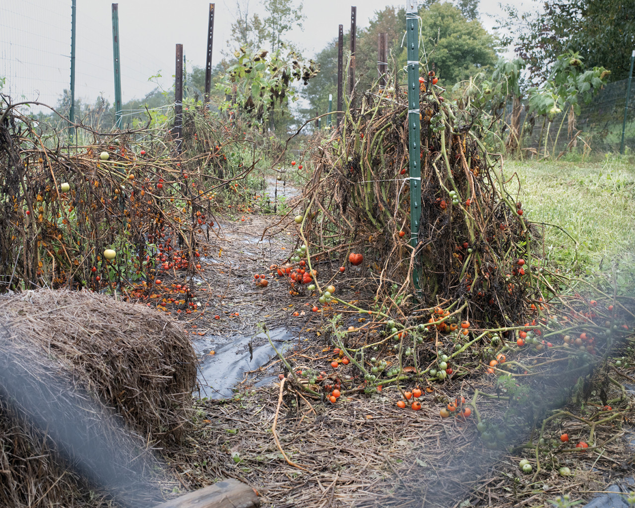 A section of a tomato garden.