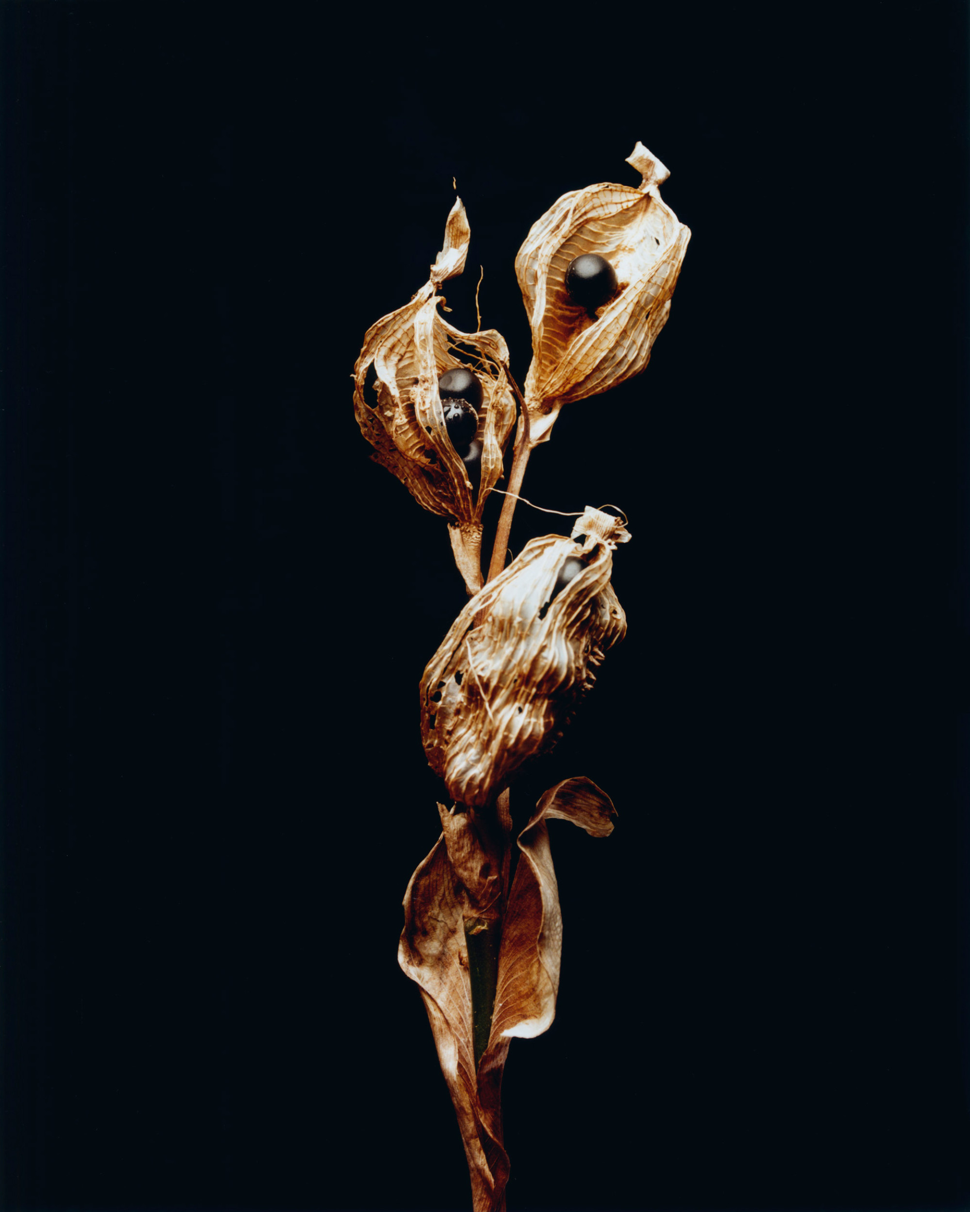 Death Doula Alua Arthur: Dying Is the Secret to Living