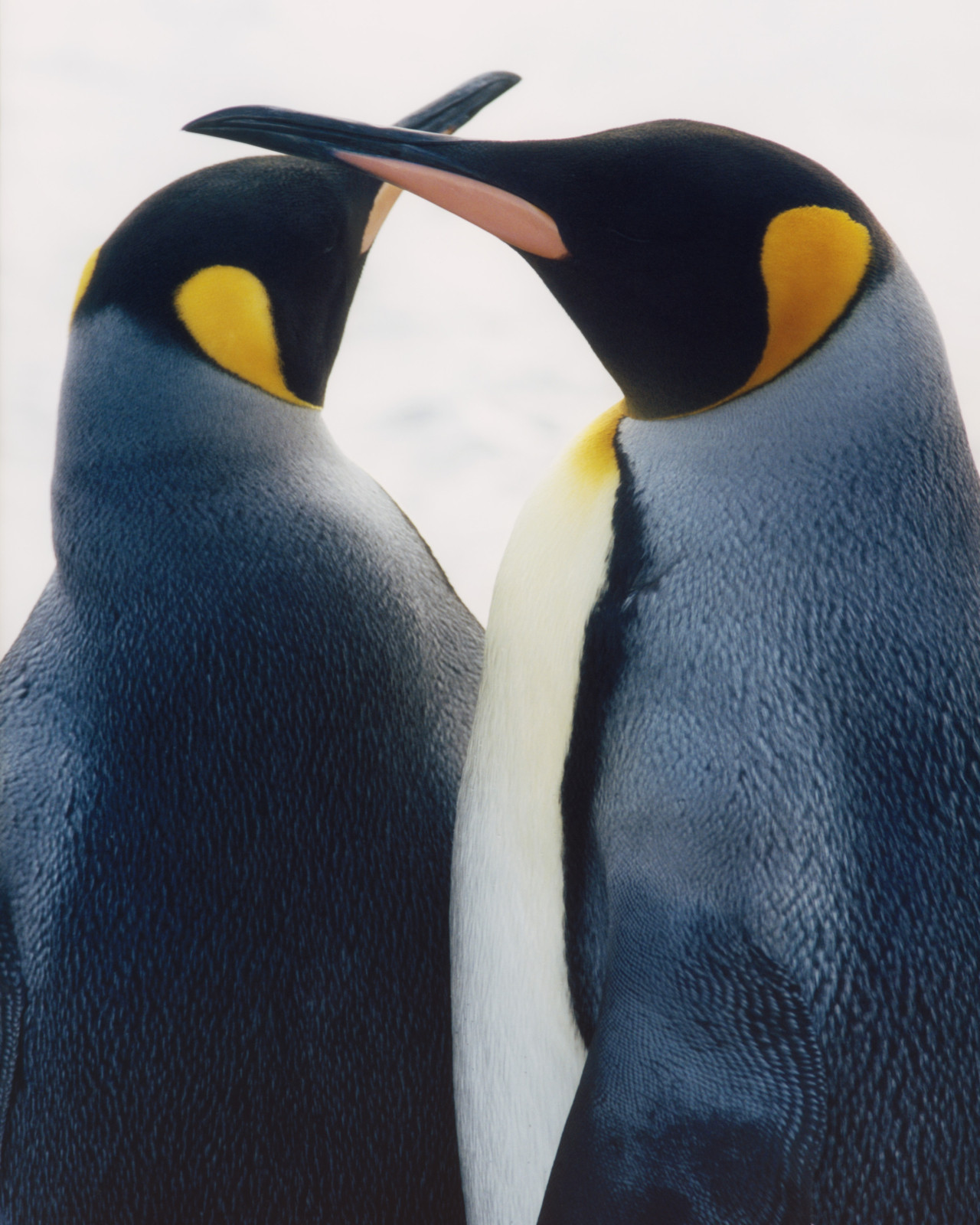 Two penguins embrace.