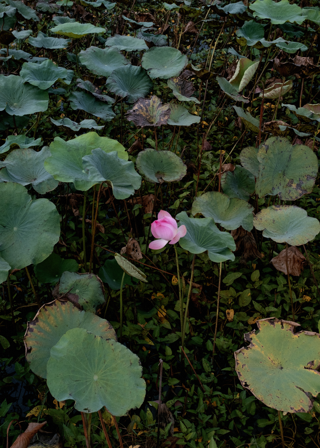 A pink flower grows in a field.