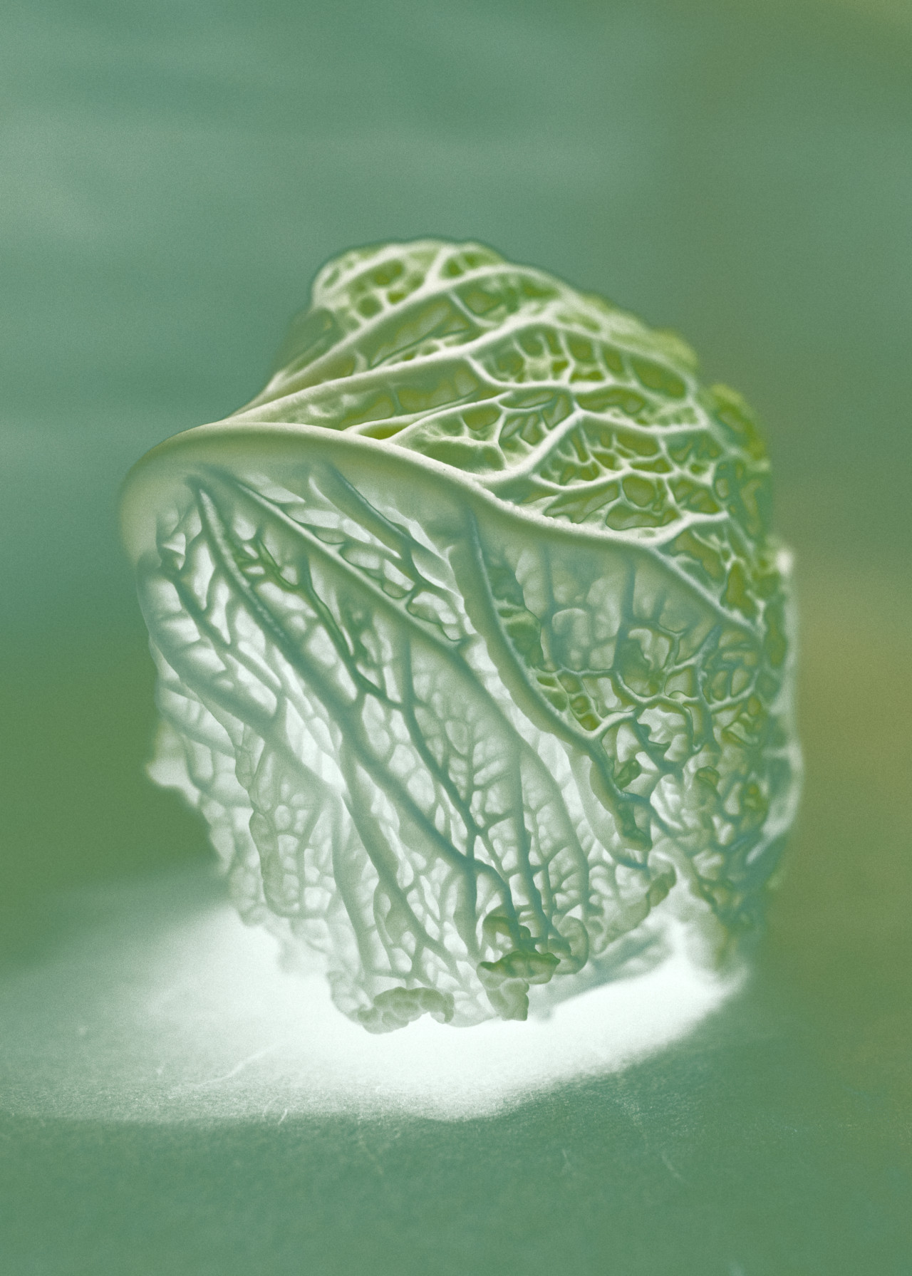 A piece of green lettuce.