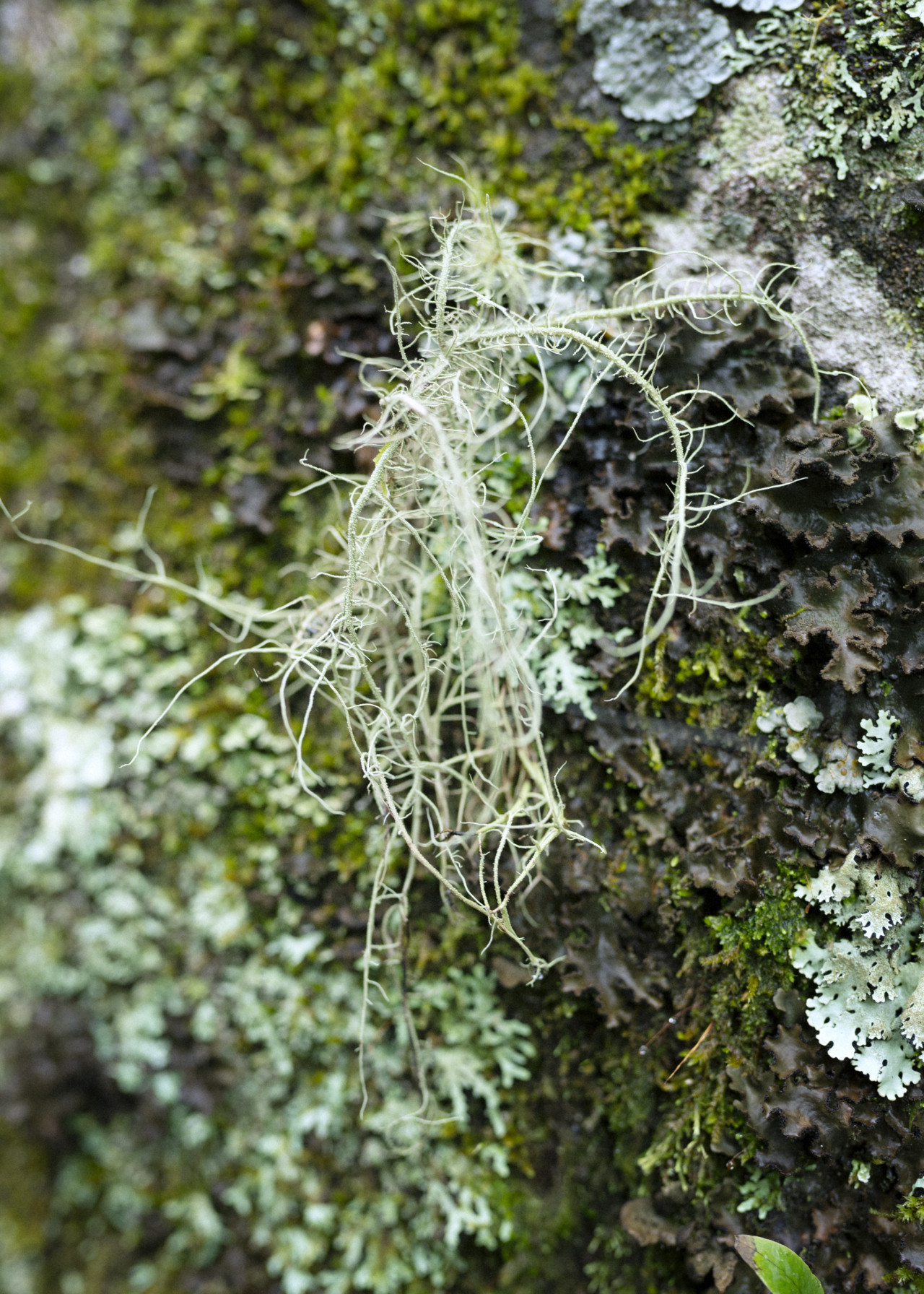 A green weed grows on a tree trunk.