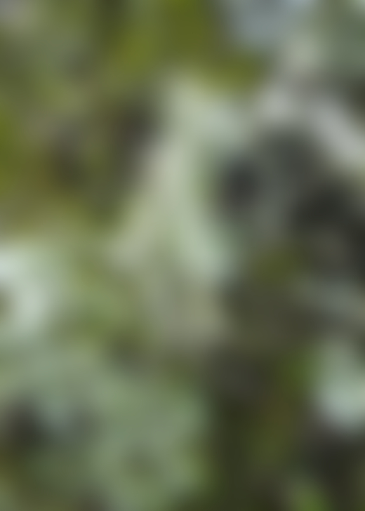 A green weed grows on a tree trunk.