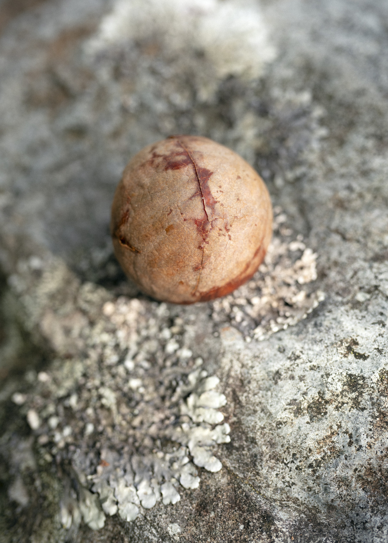 A shelled nut.