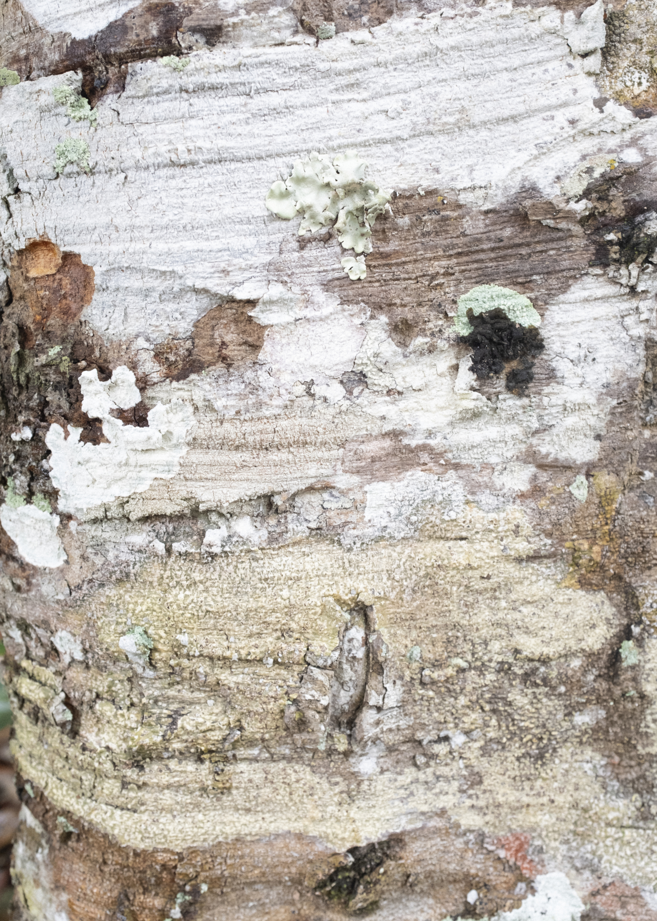 Multi-colored cement.