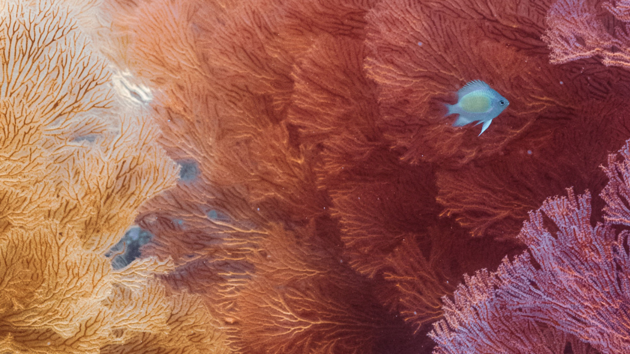 The White House Wants to Mine the Oldest Biome on Earth