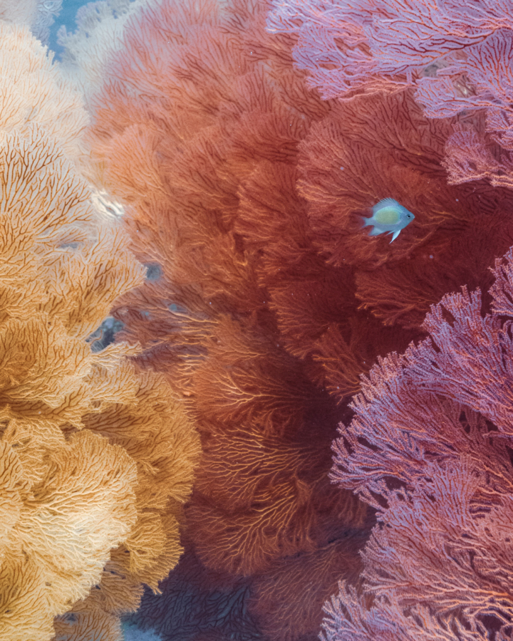 A colorful group of coral.