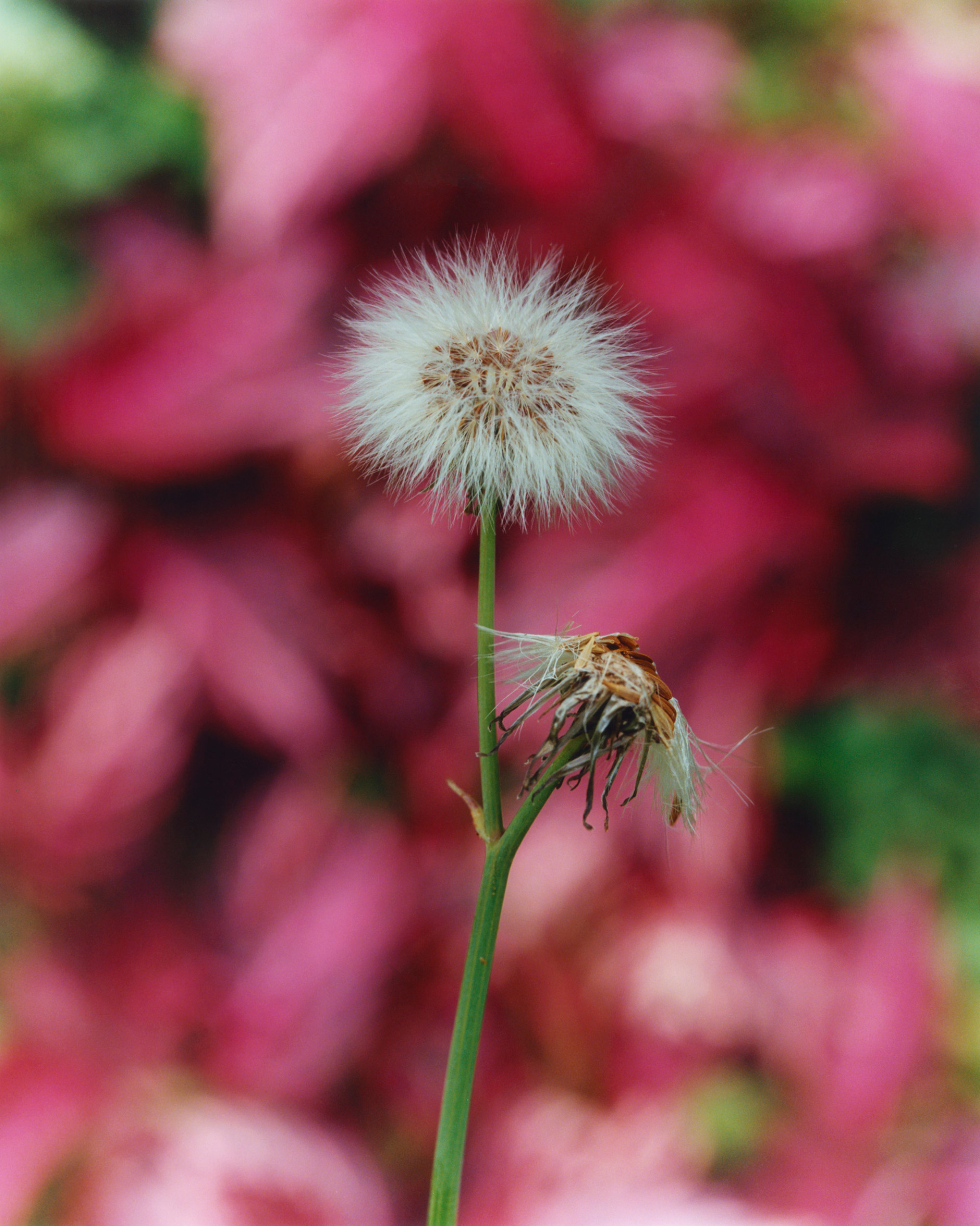 A dandelion grows tall in front of a bed of pink flowers.