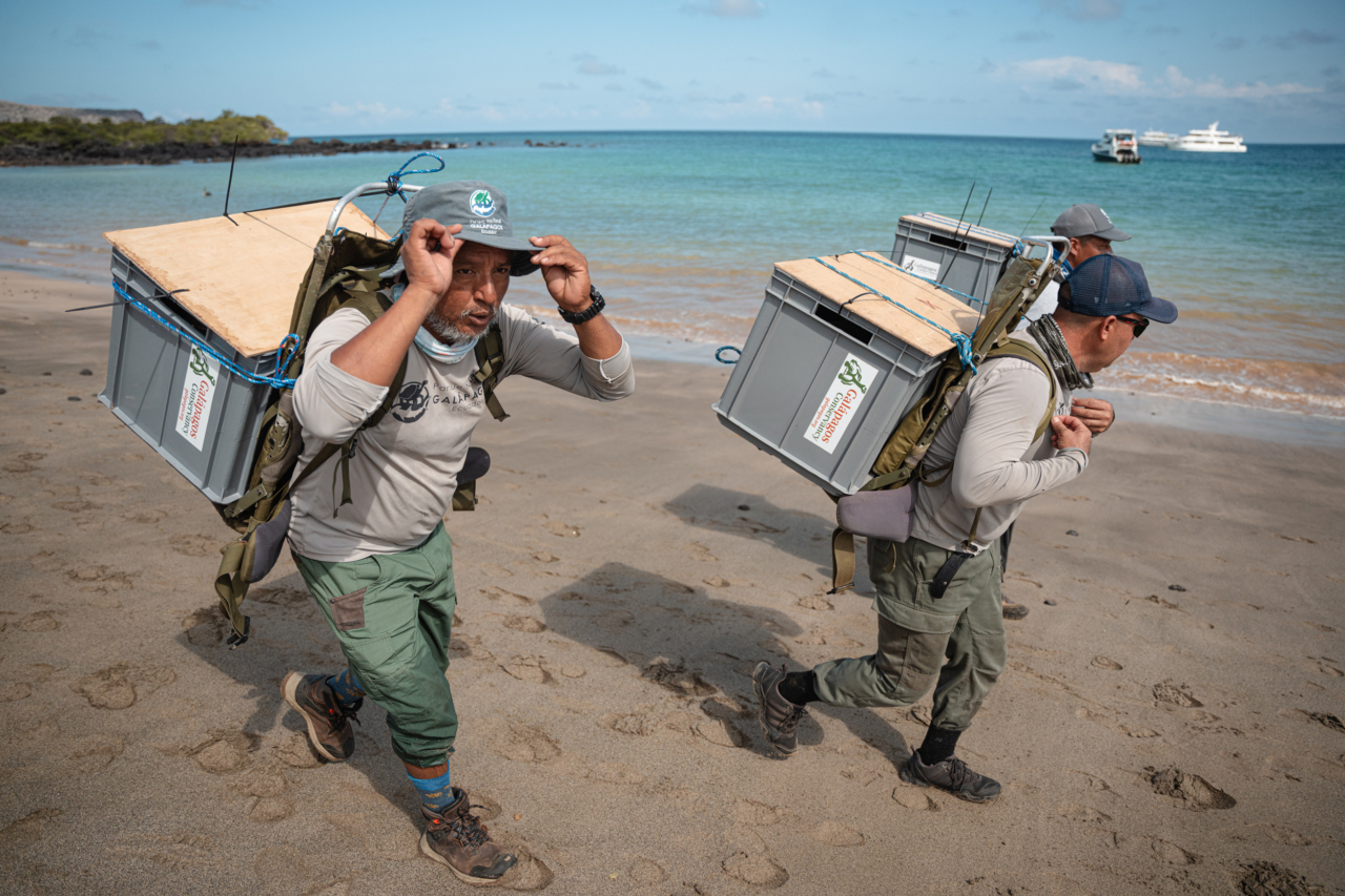Three conservationists carrying giant tortoises on containers on their backs walk along a sandy beach on Floreana island.