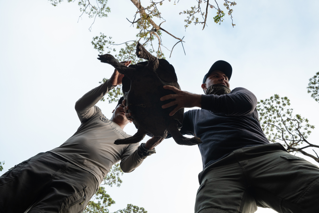 Two conservationists hold a giant tortoise on Floreana island.