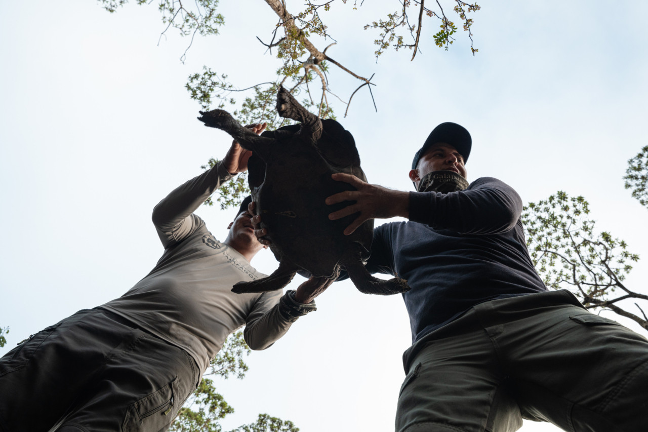 Two conservationists hold a giant tortoise on Floreana island.