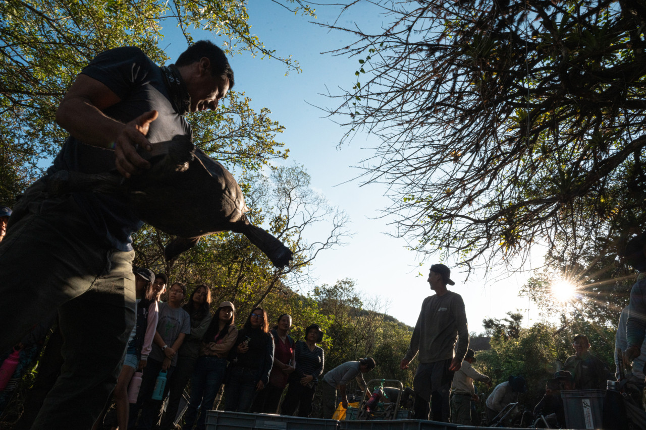 Conservationists reintroduce the giant tortoise to Floreana island.