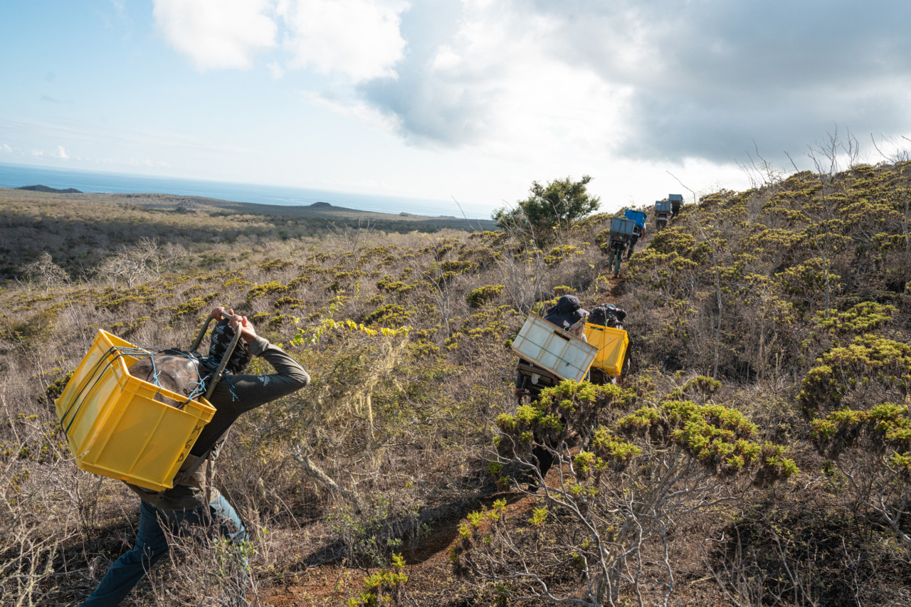 Several conservationists carry containers filled with giant tortoises up a hill on Floreana island.
