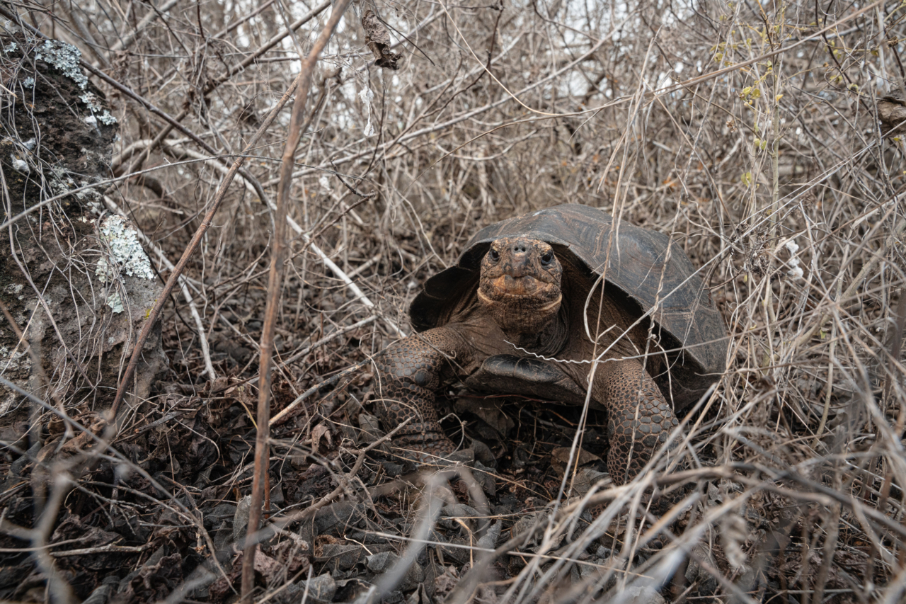 A giant tortoise peeks through the dry brush on a beach on Floreana island.