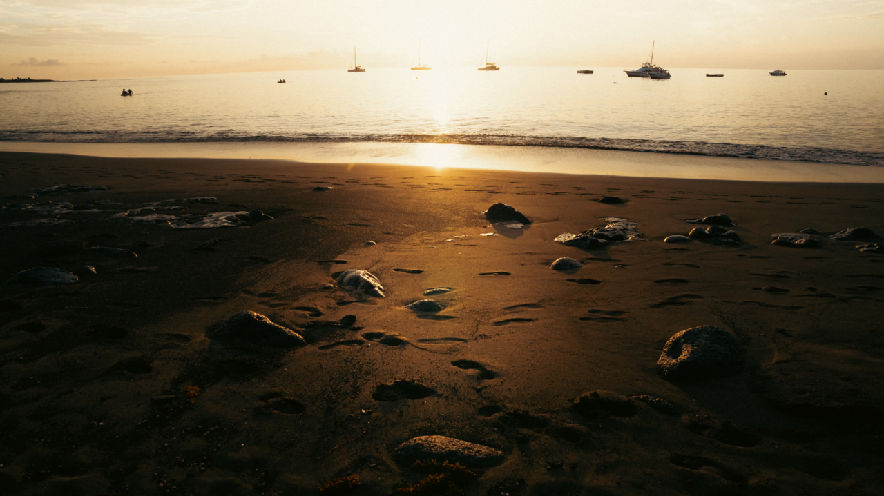 Man roeit gigantische Galápagosschildpad Floreana uit. Nu brengen ze ze terug.