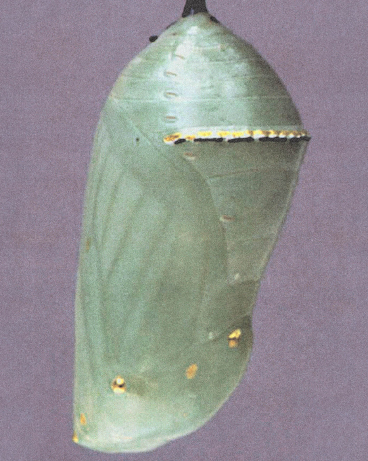 A chrysallis against a lavender backdrop.