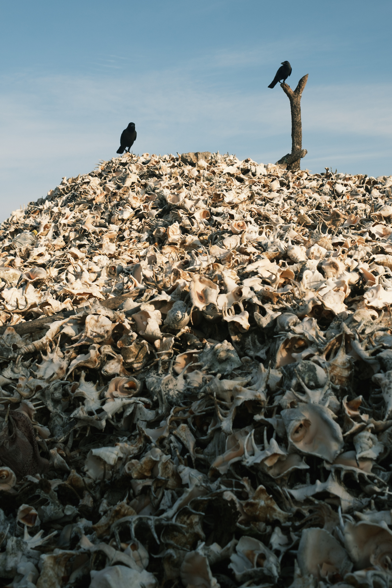 A mound of discarded conch shells, bleached by the sun, creates a stark landscape on the coast.