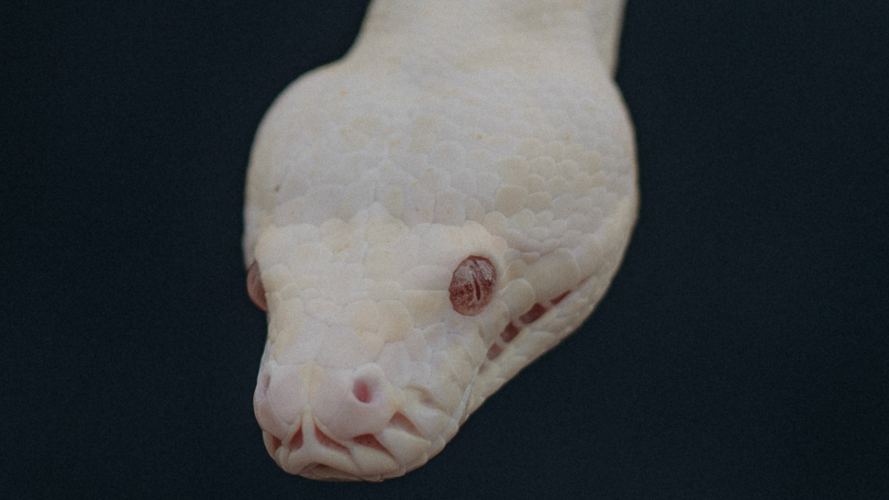 Is moraliteit in de natuur te vinden?