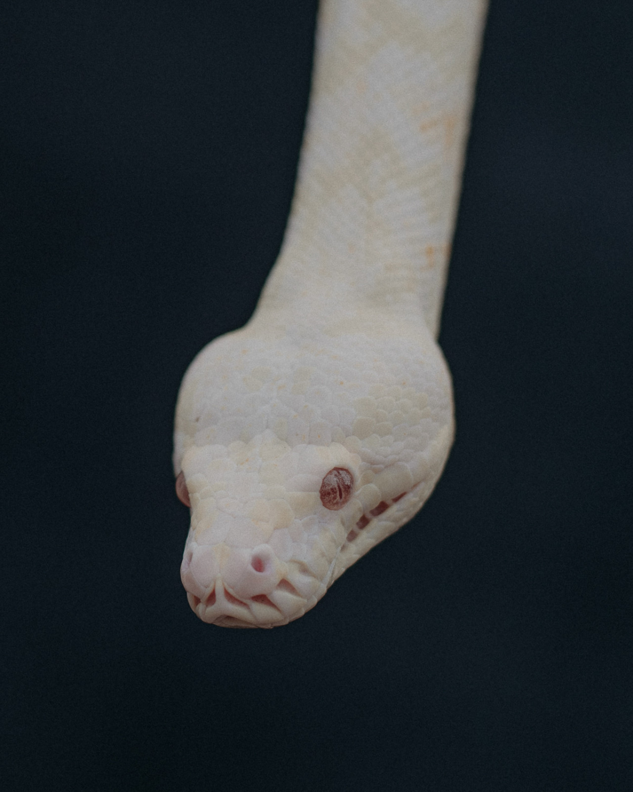 The head of a white snake peers in front of a pitch black backdrop.