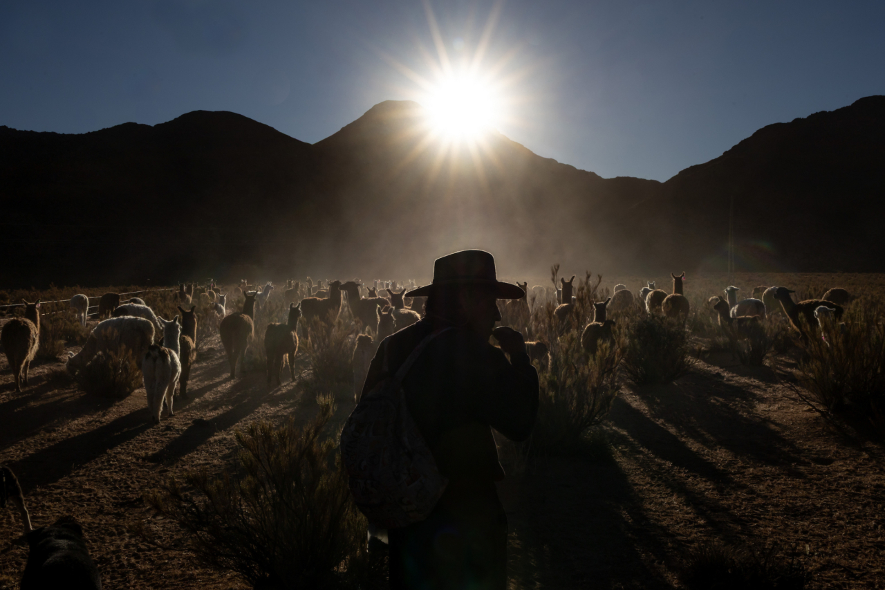 Humberto Carrillo guides his llamas across the dry Guayatayoc Lagoon.